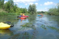 Radolfzeller_Aach_11